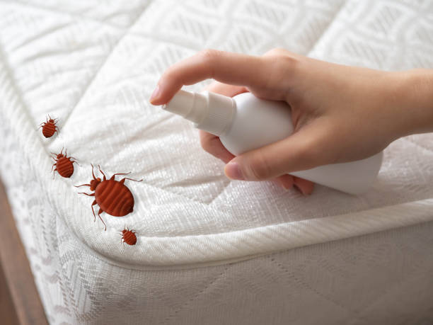 Best Ant Control Services  in Indian Hills, NV